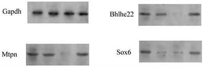 Corrigendum: Role of TGF-β/Smad Pathway in the Transcription of Pancreas-Specific Genes During Beta Cell Differentiation